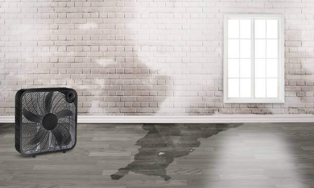 Best Carpet water damage restoration  in Amherst, TX