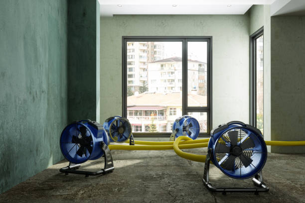 Best Mold removal after water damage  in Amherst, TX